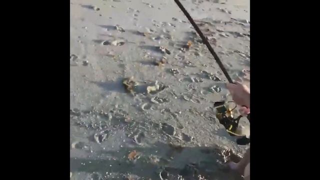 8 Foot Bull in Strong Current landed on Spinning gear 20171010 смотреть онлайн