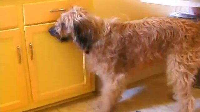 Buster Cornbread closes Kitchen Cabinets to Seksu Roba Music (Edited) смотреть онлайн