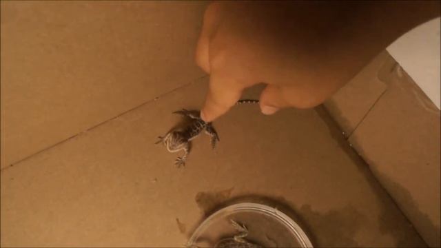 Reptile Vlog #1 Meet Ray And Ban!