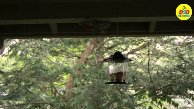 Mother saw squirrels in her window – but when she taken a closer look at them she called the police смотреть онлайн
