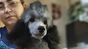 Шиндр Мындр сушу щенка после водных процедур 4месяца мальчик продается 24-10-2024