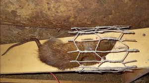 Крысоловка удавка за 10 минут, очень уловистая и работает безотказно...