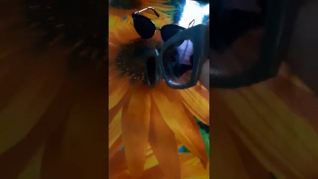 посылки с Joom 😎 смотреть онлайн