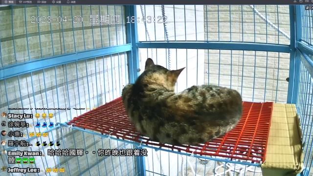 【直播】隊長加油 別讓人擔心＆買給阿虎減肥神器＆粉寄ft.淑惠 20230420 (MiMi醬&黑妞&阿金&歐戀&阿虎) смотреть онлайн