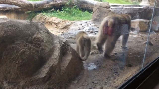 Monkeys in Lincoln Park смотреть онлайн