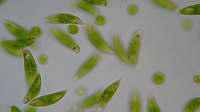 Euglena viridis смотреть онлайн