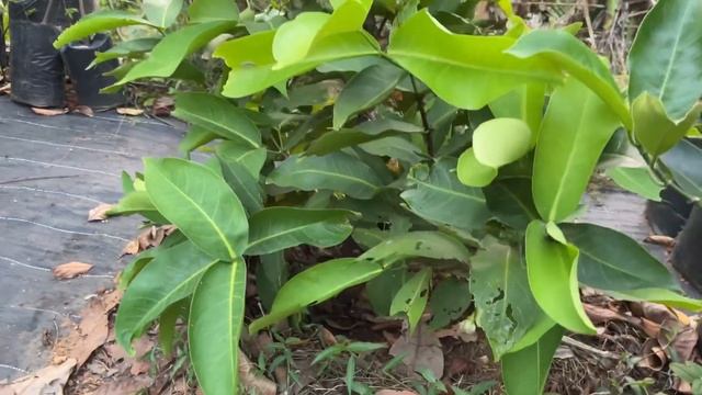 Thailand Water Apple Plant with Flowers смотреть онлайн