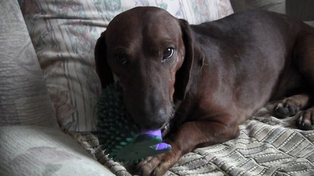 Чарлик с ёжиком. Июль 2012г. смотреть онлайн