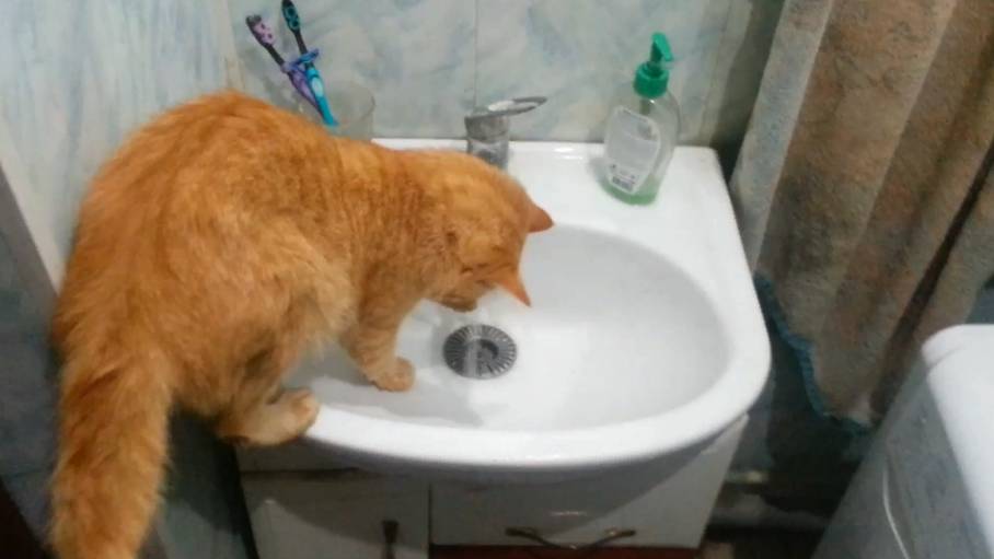 Кот и водные процедуры. Часть 2 смотреть онлайн