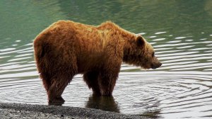 Медведица - Маня - моя "подруга".