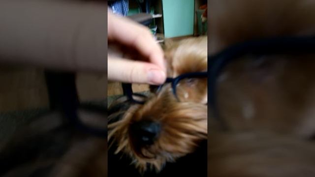 Моя собака Ляна в очках смотреть онлайн