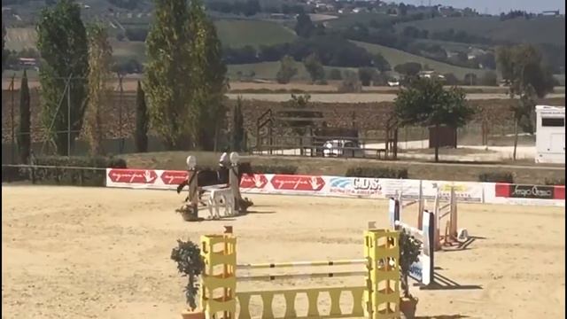 6yo mare by SandroBoy x cento, easy to ride, top quality horse. Win and placed in 130class смотреть онлайн