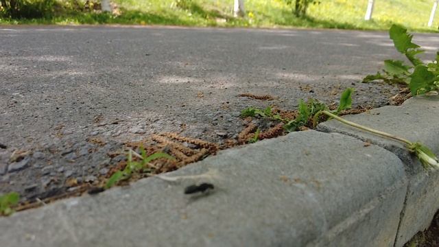 Муравей ударился головой об ветку|Test Video DGI OSMO POCKET 2 SLOW-MO 8X Full HD