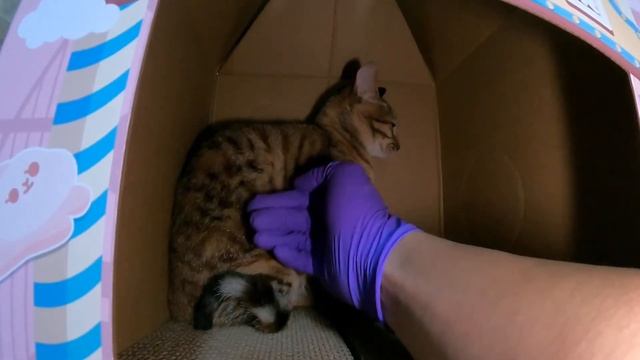 逛夜市&看隊隊 20230512 смотреть онлайн
