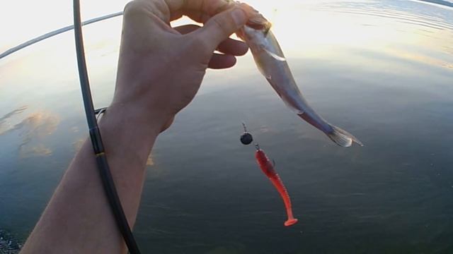 🐊ЛОВЛЯ🐡СУДАКА🐬НА🐳Lucky🐠John🐋Tioga🐟