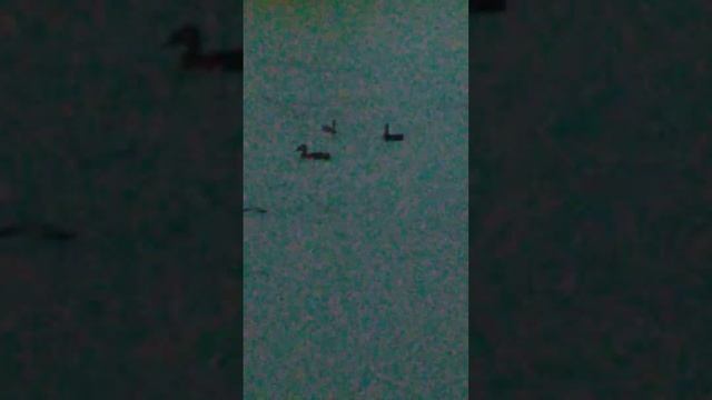 "Водный аэродром" для живых летательных аппаратов!-) смотреть онлайн