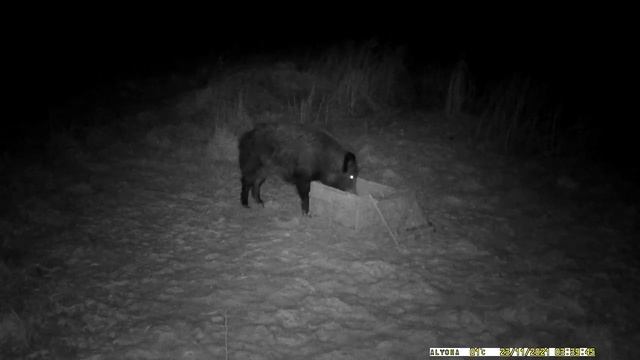 23.11.2021 Секач смотреть онлайн