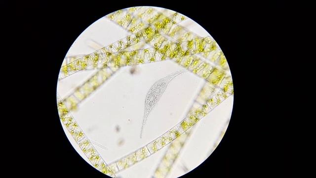 Mikroświat W Kropli Wody