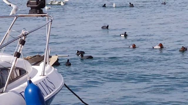 Птицы в Морпорту / Sochi, 8 March 2019 / Birds in Seaport смотреть онлайн