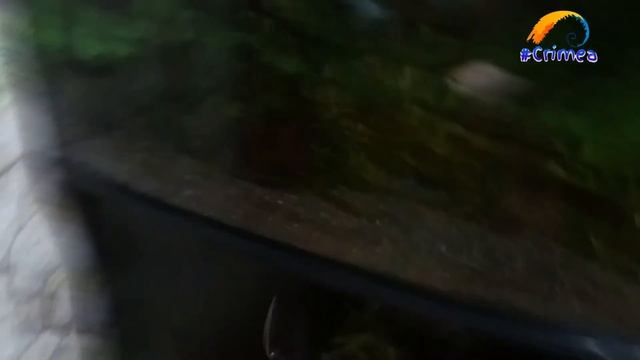 Светодиодный светильник для выращивания комнатных цветов с aliexpress смотреть онлайн