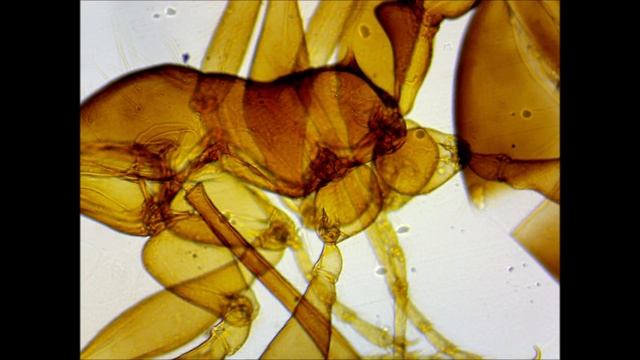 07 Муравей, 2 Мп, 40х