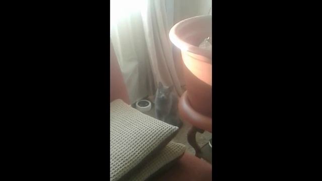 ЕСЛИ БЫ КОШКА БЫЛА ЧЕЛОВЕКОМ / о нашем канале / первое видео