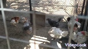 Расклев у кур. Канибализм. Что делать? #куры #расклевукур #моехозяйство #совет