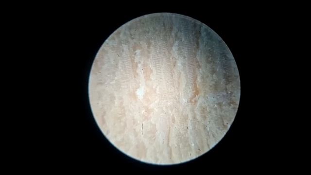 МИКРОСКОП! Маска под микроскопом!