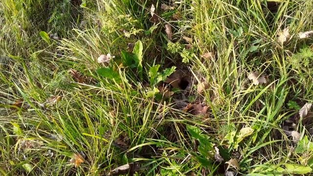 Осы на пасеке, борьба с осами, пчёлы и осы,bees, 27.09.2020. смотреть онлайн