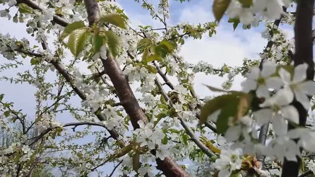 Прогулка по саду!!! смотреть онлайн