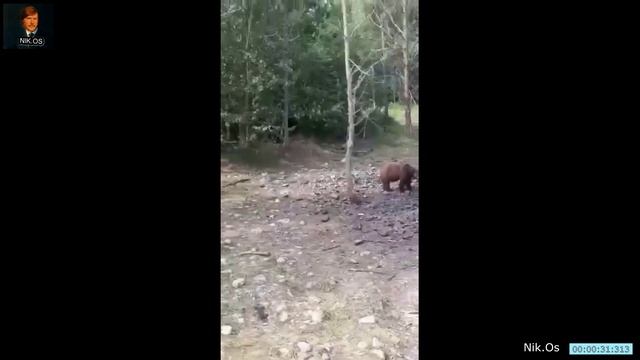 Медведи смотреть онлайн