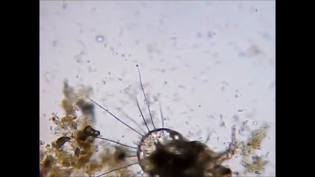 Live microscopic bug смотреть онлайн