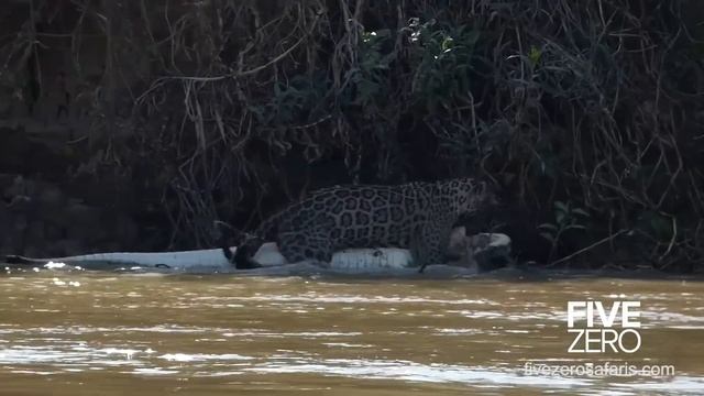 Jaguar Struggles to Deal with an Enormous Crocodile смотреть онлайн