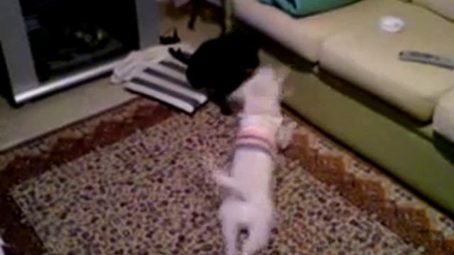 çiko s'amuse avec son copen смотреть онлайн