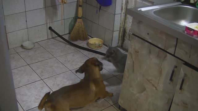 Рой и Кузьма. Декабрь 2016 г. смотреть онлайн