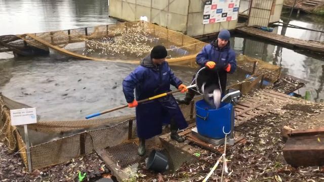 08.11.2018 ежедневное зарыбление верхнего безлимитного пруда форелью смотреть онлайн