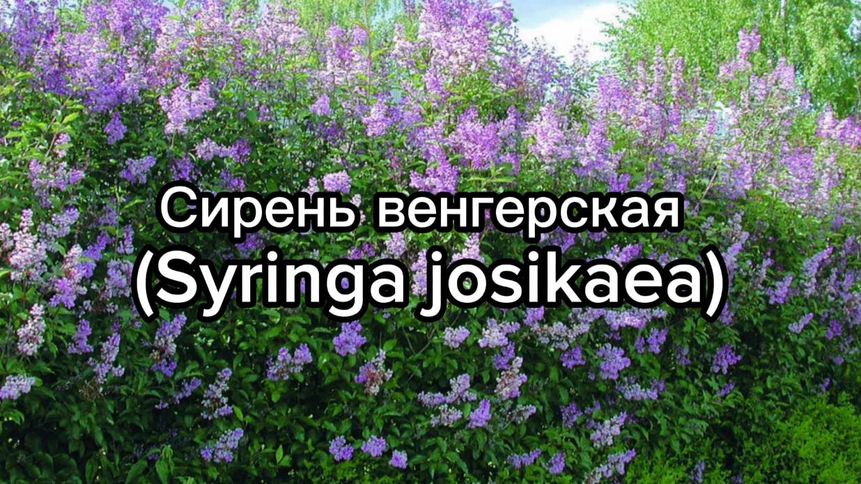 сирень смотреть онлайн
