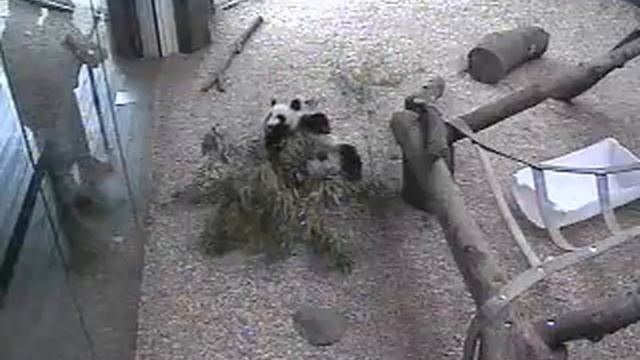 3/18/08~Mei Lan's Window to the World & Boo~7.41min смотреть онлайн