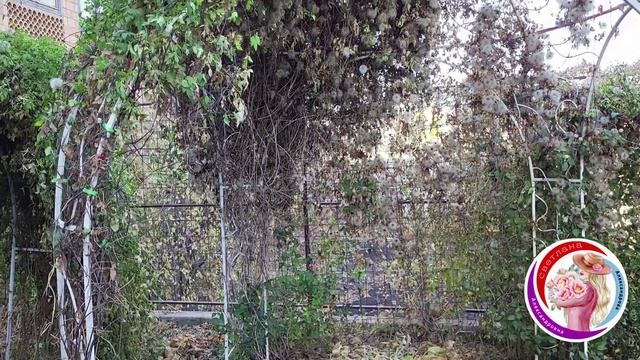 Княжики. Обрезка взрослых растений на омоложение. Саженцы в каталоге в вацапе  89193271772