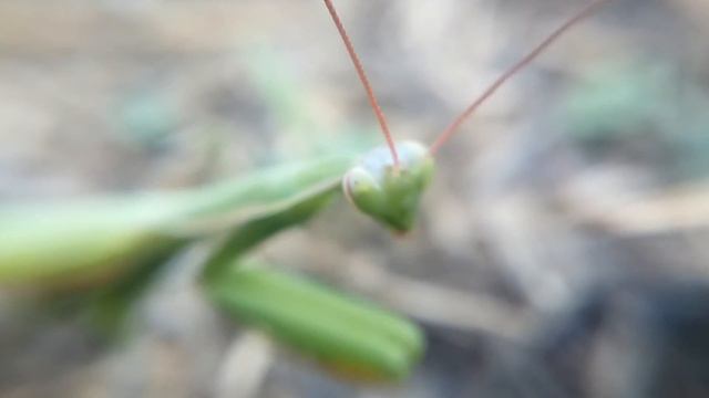 БОГОМОЛ, MANTIS, Gottesanbeterin, فرس النبي, 螂: macro zoom 10x video смотреть онлайн