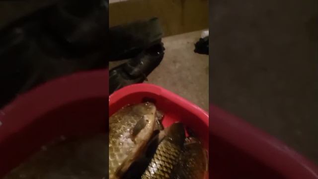 У НАС НА КУБАНИ КРУПНОЙ РЫБЫ НЕТУ