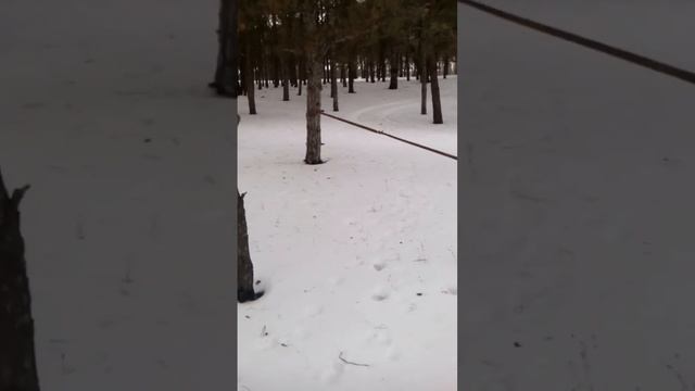Сафари по снегу в балобановке ч.5