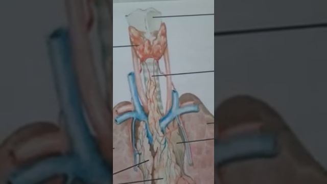 щитовидная железа