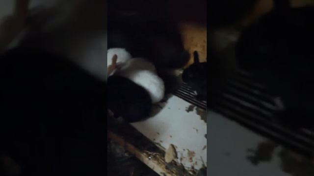 Новая кормушка для кроликов смотреть онлайн