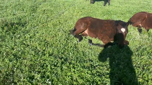 Tarot x Exceed And Excel 19 Colt (05.06.2020) смотреть онлайн