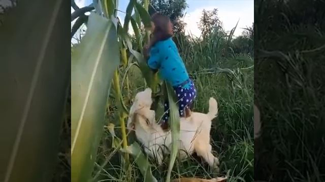 два друга, мартишка і коза смотреть онлайн