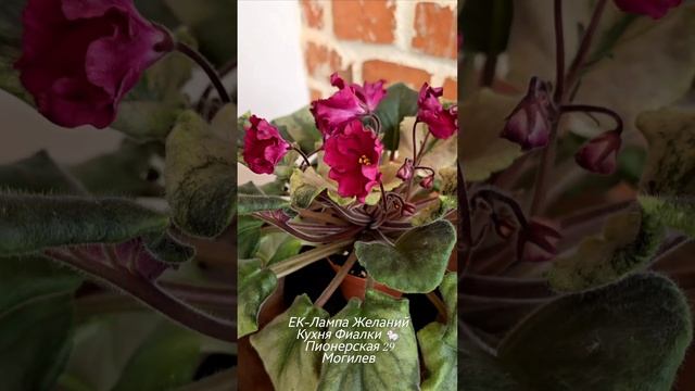 ЕК-Лампа Желаний. Цветы-колокольчики бархатного красного цвета и кроновая яркая пестролистность смотреть онлайн