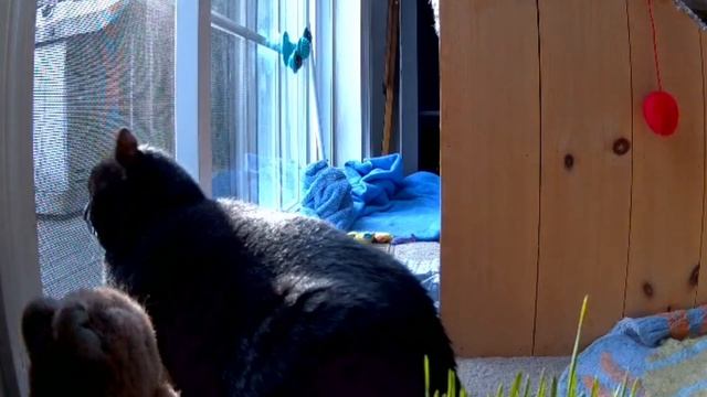 673) Sunday by the Open Window 🪟🐈⬛ смотреть онлайн