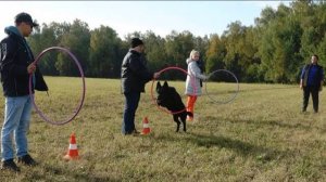 ДТ - 441. Парное управление двумя вожаками, полевая дистанция, поиск.