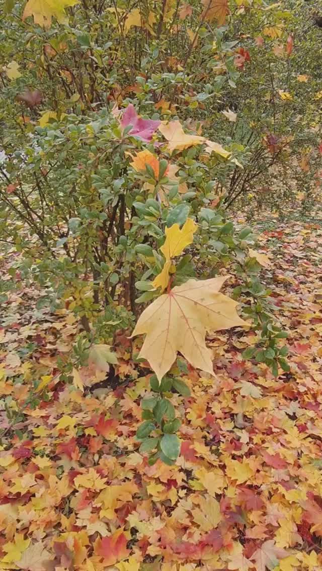 Видеопрогулка по осеннему парку, день 18 октября 2024 года, история 2.